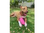 Adopt Miley a Tan/Yellow/Fawn Pit Bull Terrier / Mixed dog in Lauderhill