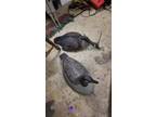 Goose decoys for sale