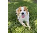 Adopt Cooper a Tricolor (Tan/Brown & Black & White) Great Pyrenees / Mixed dog
