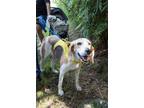 Adopt Murray a Tricolor (Tan/Brown & Black & White) Foxhound / Mixed dog in