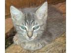 Adopt Stevie a Gray, Blue or Silver Tabby Russian Blue (short coat) cat in