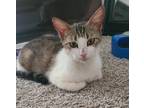 Adopt Daisy a Brown Tabby Domestic Shorthair (short coat) cat in Houston