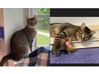 Adopt Val and Destino a Brown Tabby Domestic Shorthair (short coat) cat in