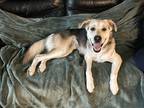 Adopt Chaplin-Kitchener a Tan/Yellow/Fawn Mixed Breed (Large) / Mixed Breed