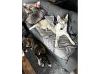 Adopt Lancey a Gray/Silver/Salt & Pepper - with White Siberian Husky / Mixed dog