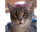 Adopt Hubert a Gray or Blue Domestic Shorthair / Mixed cat in Kanab