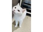 Adopt Stormy a White Domestic Longhair / Domestic Shorthair / Mixed cat in