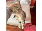 Adopt Toni a Brown Tabby Domestic Shorthair (short coat) cat in Brooklyn
