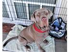 Adopt Gilda a Gray/Silver/Salt & Pepper - with White Mastiff / Mixed dog in