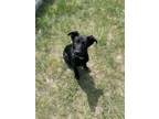 Adopt Pippi a Black Mixed Breed (Large) / Mixed dog in Saskatoon, SK (38492611)