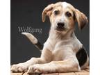 Adopt Wolfgang a Tricolor (Tan/Brown & Black & White) German Shepherd Dog / Mutt