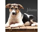 Adopt Johanna a Tricolor (Tan/Brown & Black & White) German Shepherd Dog / Mutt