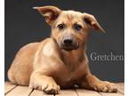 Adopt Gretchen a Brown/Chocolate - with Black German Shepherd Dog / Mutt / Mixed