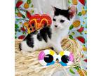 Adopt Gomez a Black & White or Tuxedo Domestic Shorthair (short coat) cat in