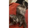 Adopt Clark Kent a Brown Tabby Domestic Shorthair (short coat) cat in Great