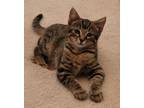 Adopt Prince Eric a Brown Tabby Domestic Shorthair (short coat) cat in Great