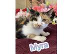 Adopt Myra a White Domestic Shorthair / Domestic Shorthair / Mixed cat in