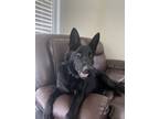 Adopt Star a Black German Shepherd Dog / Mixed dog in Deland, FL (38501883)