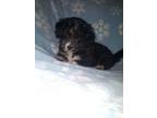 Yorkie poo for sale