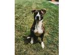 Adopt Lazaruf a Brindle - with White Mixed Breed (Large) / Mixed dog in Albion