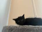 Adopt Mona a All Black Domestic Mediumhair (medium coat) cat in Houston