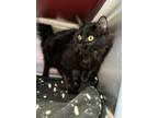 Adopt Fritter a All Black Domestic Shorthair / Domestic Shorthair / Mixed cat in