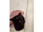 Adopt Lyra a All Black Domestic Shorthair (short coat) cat in Great Mills