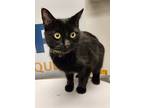 Adopt Terra a All Black Domestic Shorthair / Domestic Shorthair / Mixed cat in