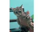 Adopt Sriracha a Brown or Chocolate Domestic Shorthair / Domestic Shorthair /