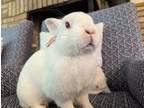 Adopt Oliver a White Other/Unknown / Mixed (short coat) rabbit in Edina