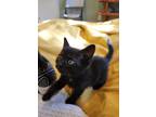 Adopt Andromeda a Brown Tabby Domestic Shorthair (short coat) cat in Great