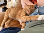 Adopt Alex a Orange or Red Tabby Domestic Shorthair (short coat) cat in Byron
