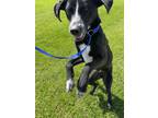 Adopt Max a Black - with White Bluetick Coonhound / Labrador Retriever / Mixed