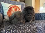 Adopt Dandelion & Stormy a Blue Lop, Holland / Mixed (short coat) rabbit in