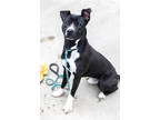 Adopt Dione Amor a Black Mixed Breed (Large) / Mixed dog in Chamblee