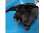 Adopt Black Jack a Black Other/Unknown / Other/Unknown / Mixed rabbit in