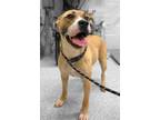 Adopt Verity a Tan/Yellow/Fawn American Pit Bull Terrier / Mixed dog in
