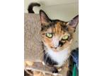 Adopt Toffee a Tortoiseshell Domestic Shorthair (short coat) cat in
