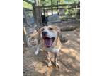 Adopt Buddy a Shepherd (Unknown Type) / Mixed dog in Saint Francisville