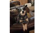 Adopt Corrie a Tricolor (Tan/Brown & Black & White) Australian Cattle Dog /