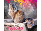 Adopt Pretoria a Domestic Longhair / Mixed (long coat) cat in Nashville
