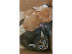 Adopt Gobblin a Orange or Red Domestic Shorthair / Domestic Shorthair / Mixed