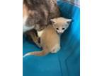 Adopt Fancy a Tan or Fawn Domestic Shorthair / Domestic Shorthair / Mixed cat in