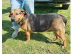 Adopt Shy a Black - with Tan, Yellow or Fawn Shepherd (Unknown Type) / Hound