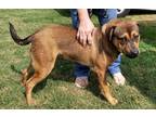 Adopt Bandit a Brown/Chocolate - with Tan Shepherd (Unknown Type) / Mixed dog in
