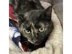 Adopt Lucite a Domestic Shorthair / Mixed cat in Kanab, UT (38504387)
