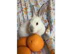 Adopt Pomona a White Californian / Mixed (short coat) rabbit in Livermore