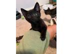Adopt Sawyer a All Black Domestic Shorthair / Domestic Shorthair / Mixed cat in