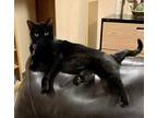 Adopt Celeste Moon a All Black Domestic Shorthair / Mixed (short coat) cat in
