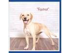 Adopt Foxtrot a Tan/Yellow/Fawn Retriever (Unknown Type) / Mixed dog in